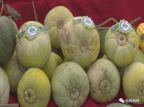 吃瓜协会大瓜,一场娱乐圈的狂欢盛宴