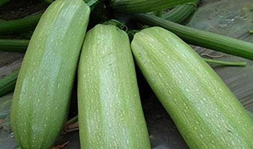 瓜菜可以吃吗,哪些瓜菜可以放心食用