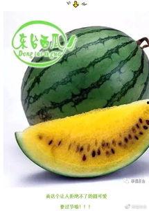 精神世界吃瓜,一场别开生面的“吃瓜”盛宴