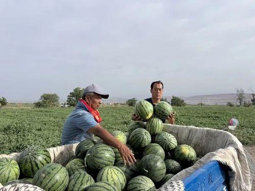 一粟沙子吃瓜,揭秘吃瓜群众的趣味生活