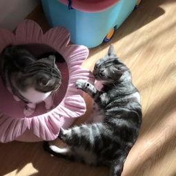 猫喵吃瓜,揭秘宠物界的八卦风云