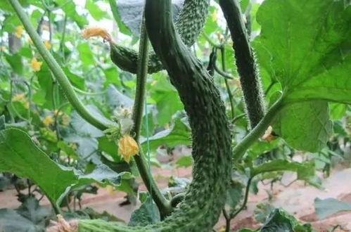 刺梨吃瓜生椰吃瓜,夏日消暑美食之旅