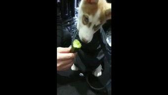 吃瓜狗视频大全