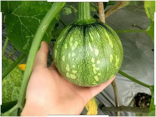 小圆吃瓜视频,揭秘娱乐圈幕后故事