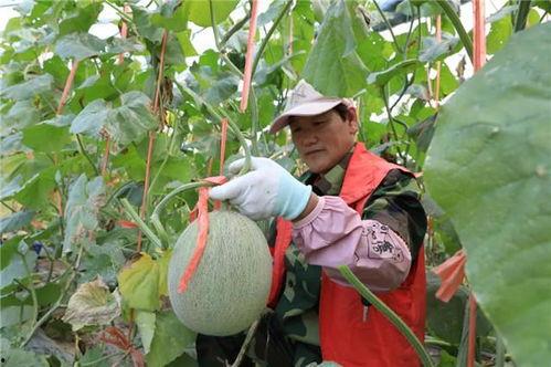 山东威海免费吃瓜,免费瓜果盛宴，共享清凉夏日时光